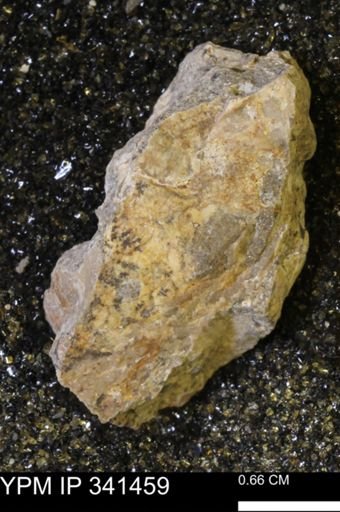 Scaphites sp.
