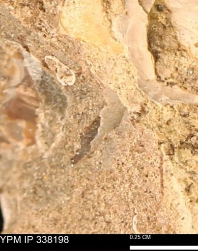 undet. Mollusca