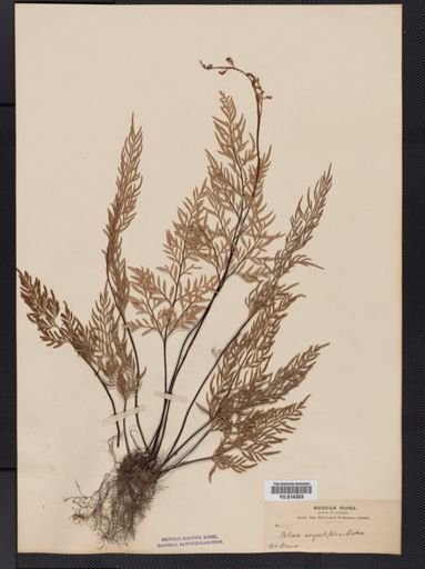 Cheilanthes