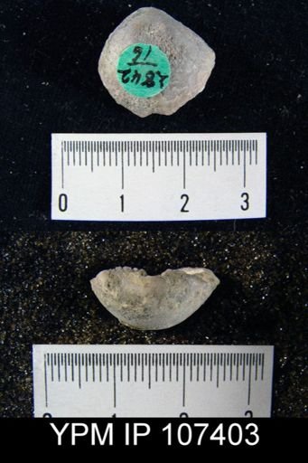 Gypidula roemeri simplex