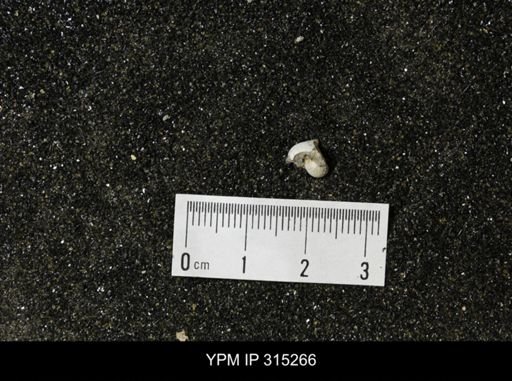Protocardia