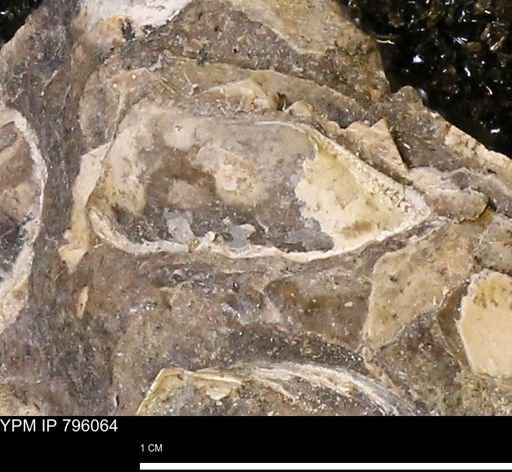 undet. Bivalvia