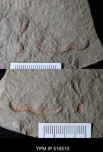 undet. Ichnofossil