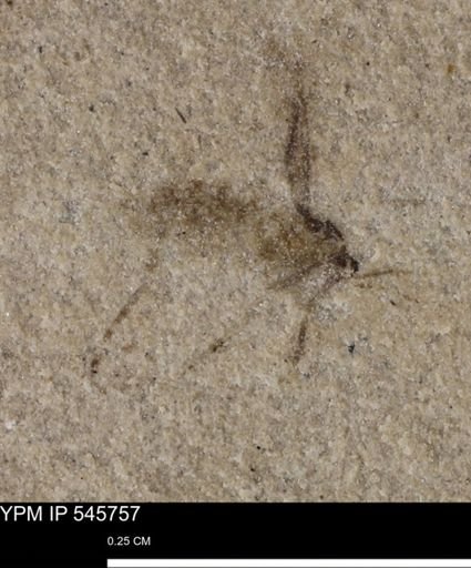 undet. Diptera