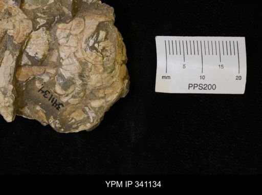Scaphites sp.