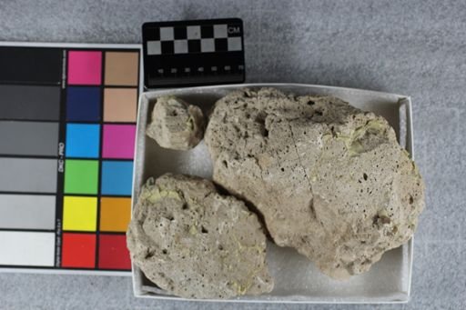 Merycoidodon sp.