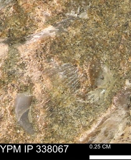 undet. Bivalvia