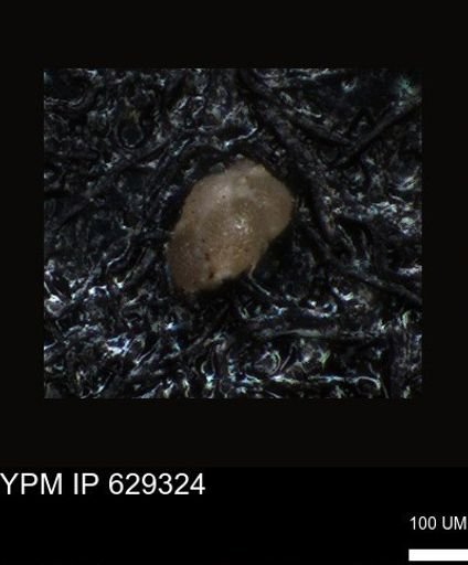undet. Foraminiferida