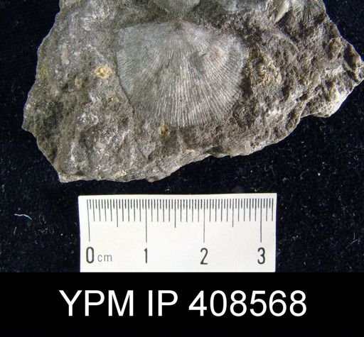 Stropheodonta planulata