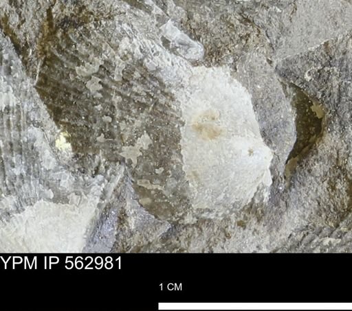 Oxytoma (Hypoxytoma) sp.