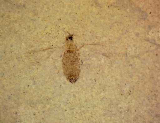 undet. Hexapoda