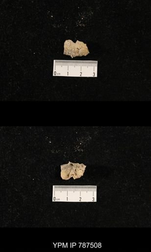 undet. Brachiopoda