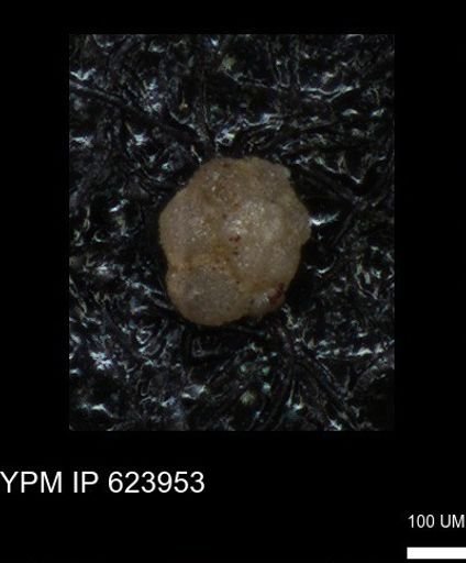 undet. Foraminiferida