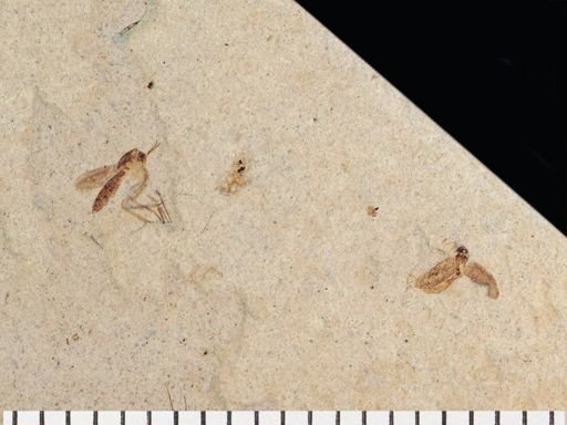 Mycetophilidae