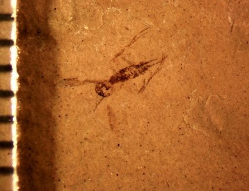 undet. Mycetophilidae