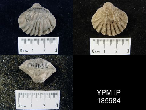 Meekella striatocostata