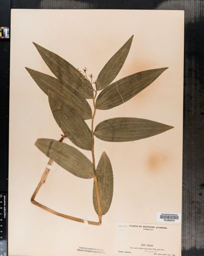 Maianthemum