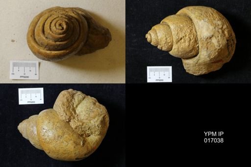 Chenopus syriacus