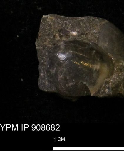 undet. Bivalvia