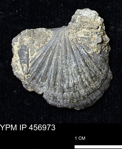 Stropheodonta sp.