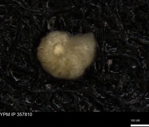undet. Foraminiferida
