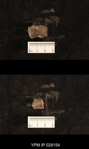 undet. Anisoptera