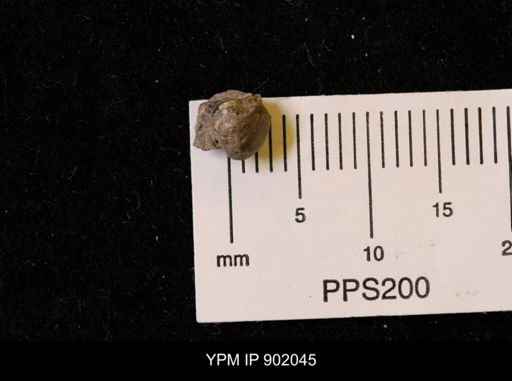 Protocardia sp.