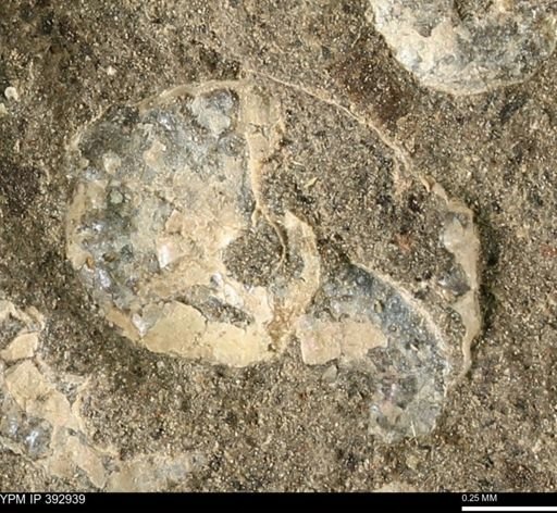 Scaphites sp.