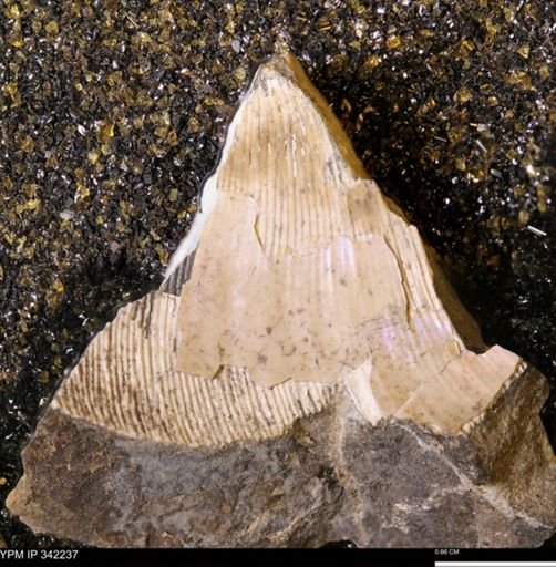 undet. Scaphitidae