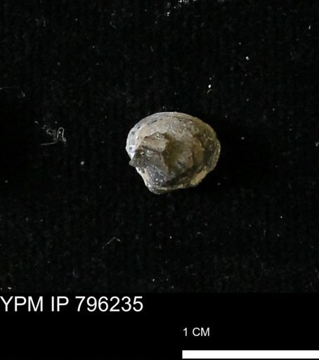 Protocardia subquadrata