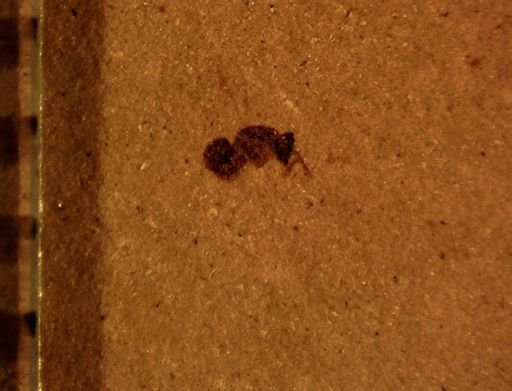 undet. Hymenoptera