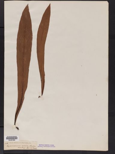 Polypodium