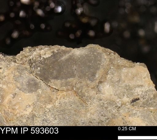 undet. Mollusca