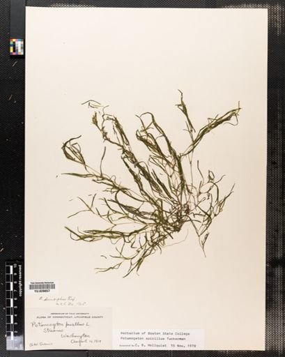 Potamogeton dimorphus