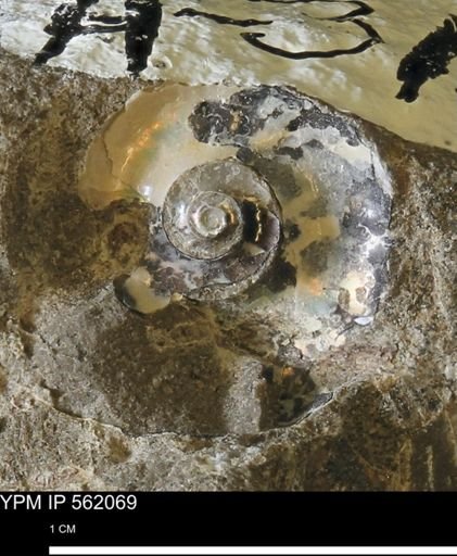 undet. Ammonoidea
