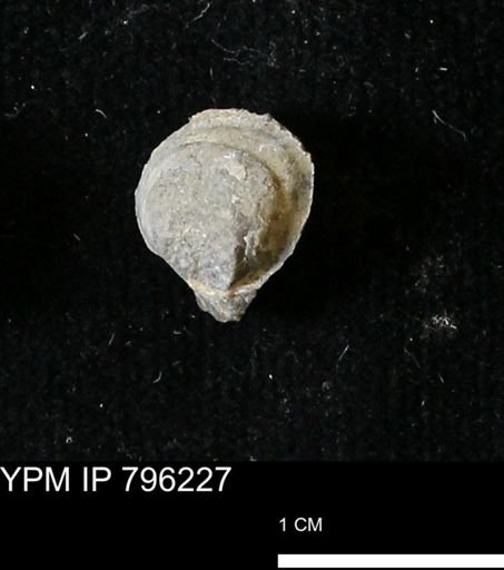 Protocardia subquadrata