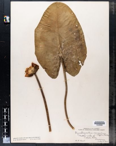 Nymphozanthus variegatus