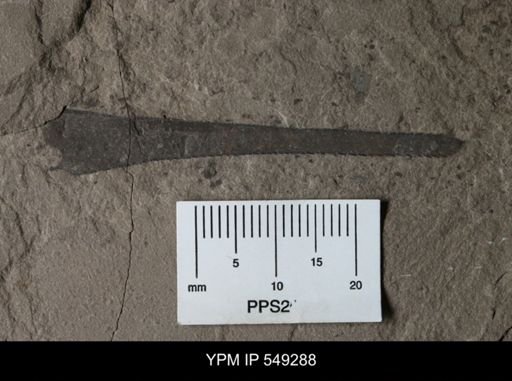 Eurypterus