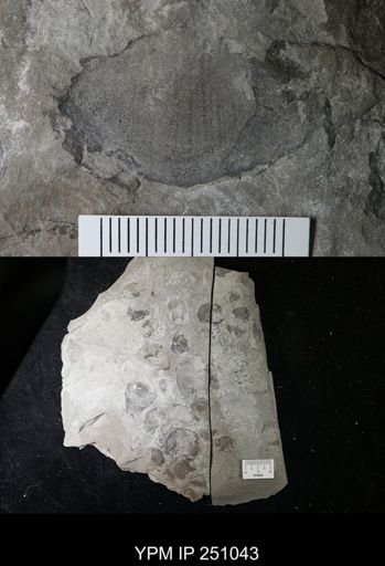 undet. Cephalopoda