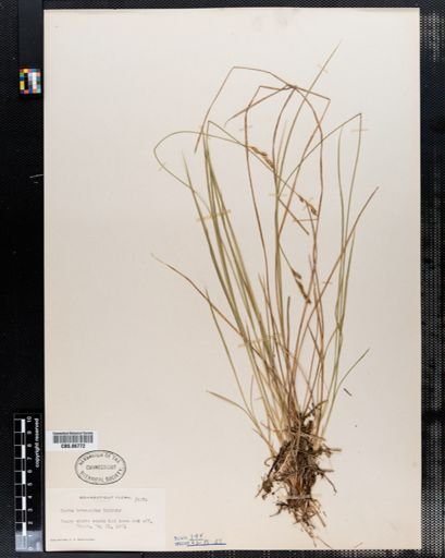 Carex bromoides