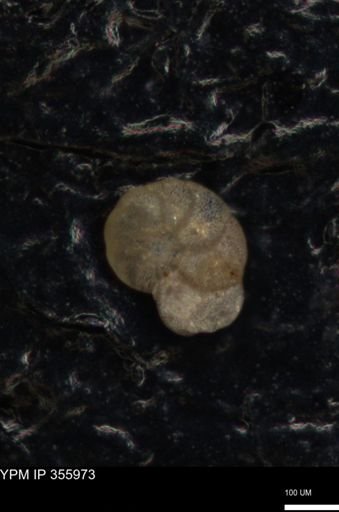 undet. Foraminiferida