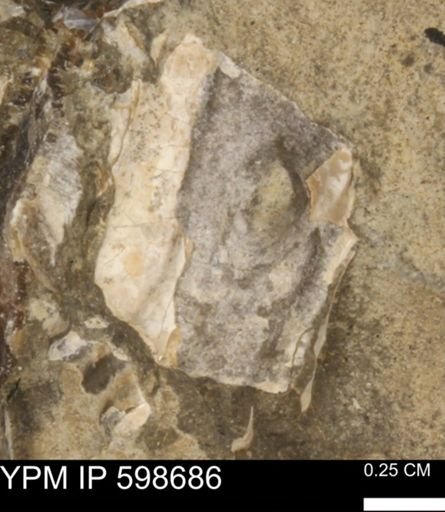 Inoceramus?