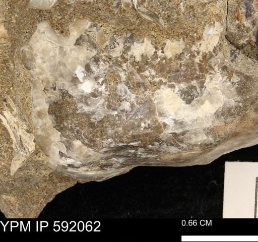 taxon undetermined