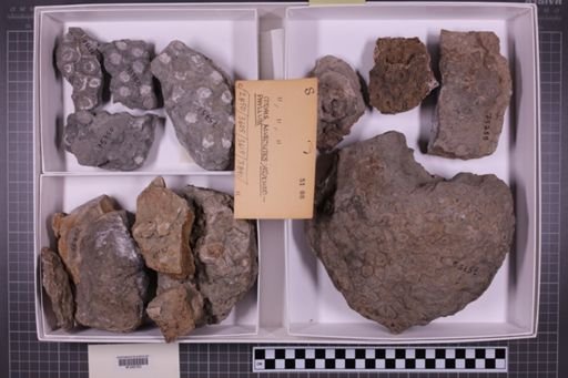 mixed taxa, stratigraphic collection