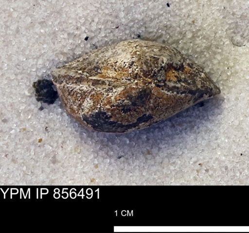 Limopsis striatopunctatus