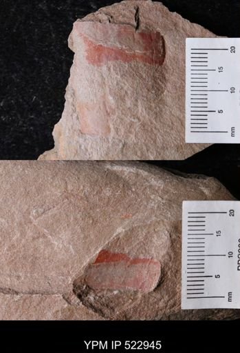 undet. Nautiloidea