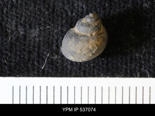 Viviparus montanaensis