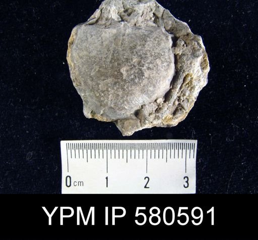 undet. Strophomenida
