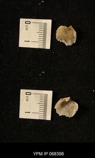 undet. Brachiopoda