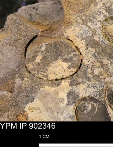 Baculites